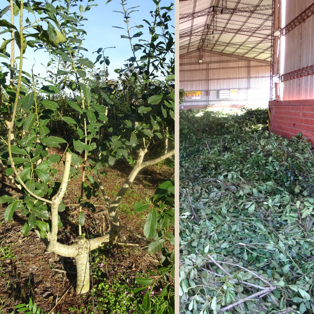 Yerba maté et séchage de la yerba maté